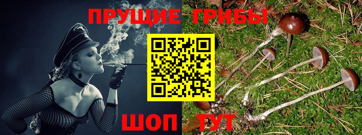 Галлюциногенные грибы Psilocybine cubensis Сорочинск